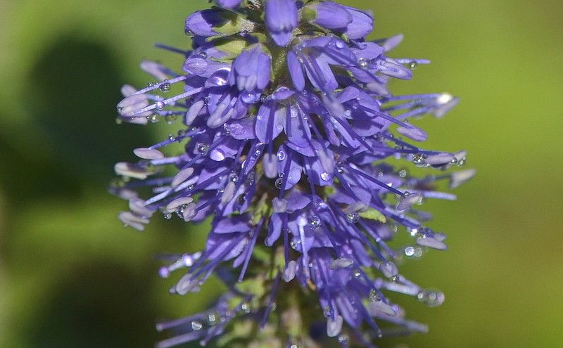 Veronica subsessilis