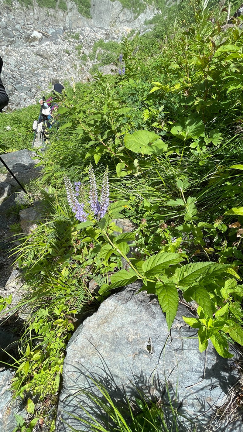 Veronica subsessilis photo 2