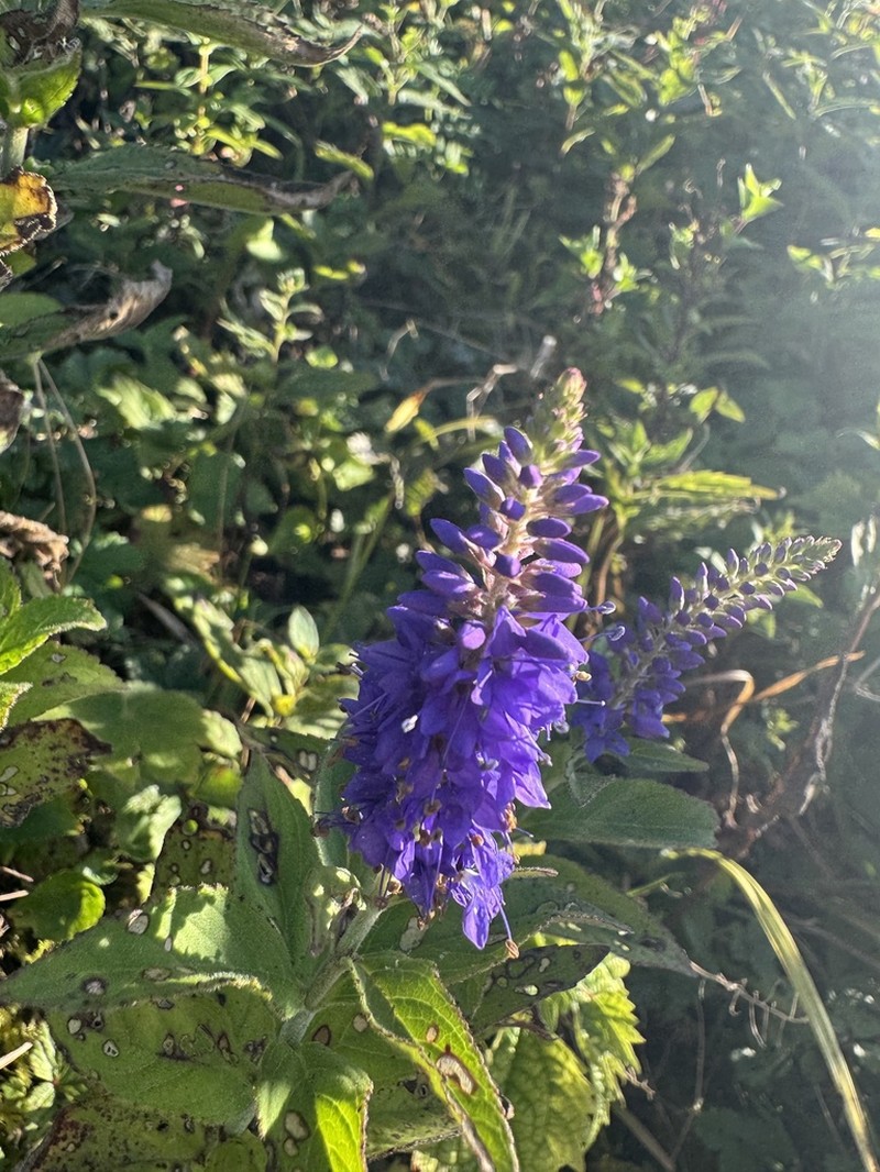Veronica subsessilis photo 3
