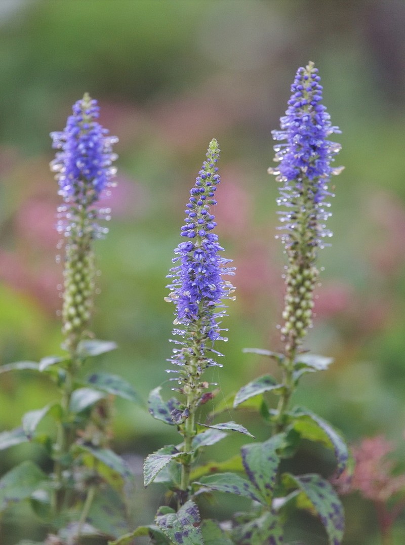 Veronica subsessilis photo 4