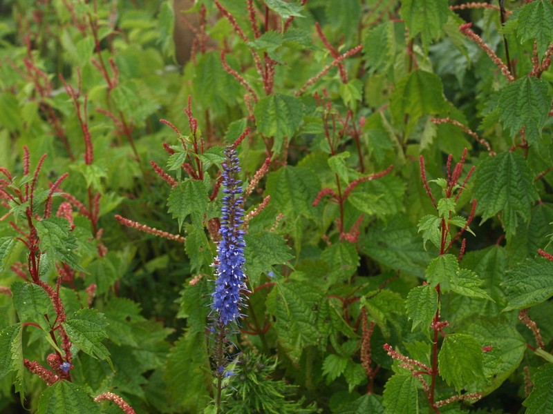Veronica subsessilis photo 5