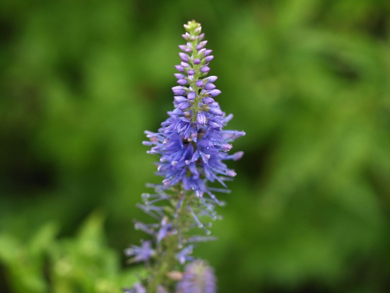 Veronica subsessilis photo 6