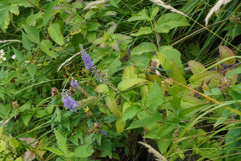 Veronica subsessilis photo 8