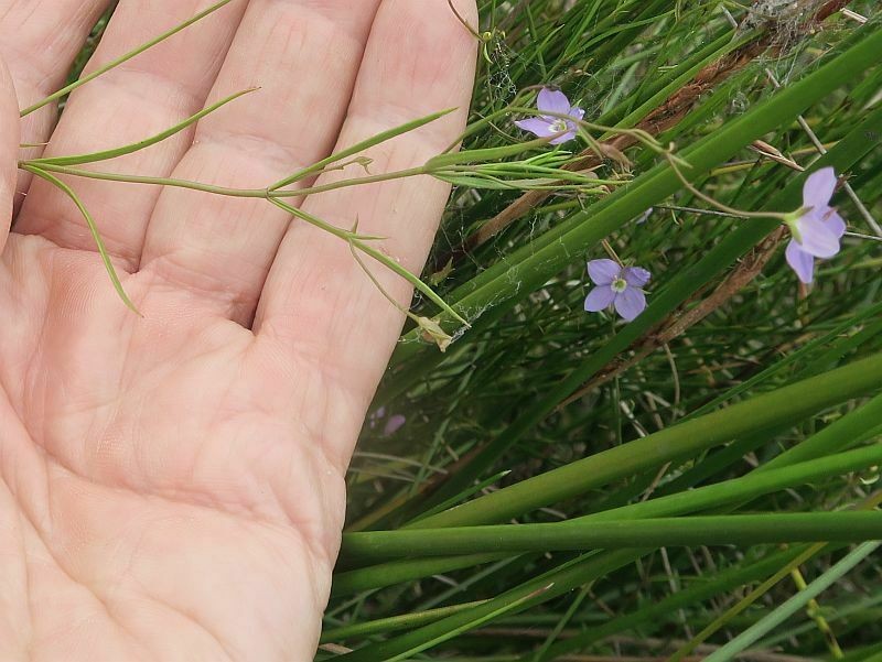Veronica subtilis
