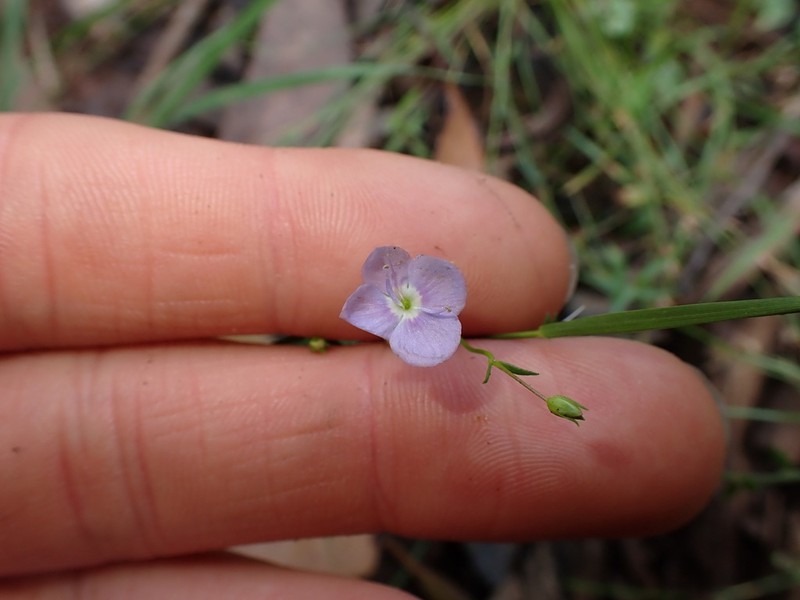 Veronica subtilis photo 2