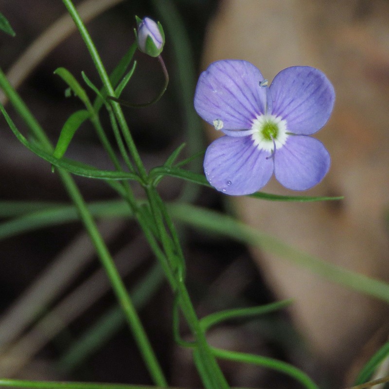 Veronica subtilis photo 3