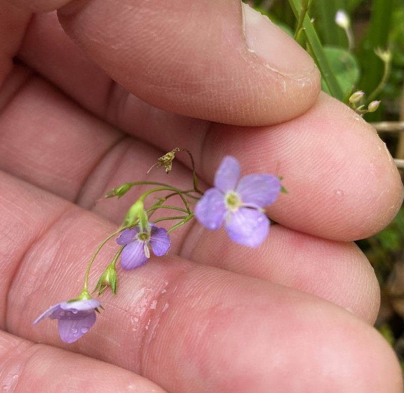 Veronica subtilis photo 4