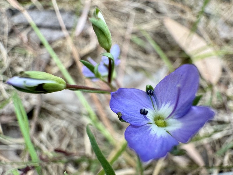 Veronica subtilis photo 5