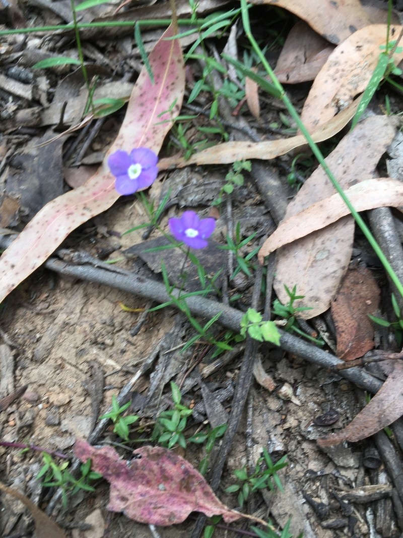 Veronica subtilis photo 6