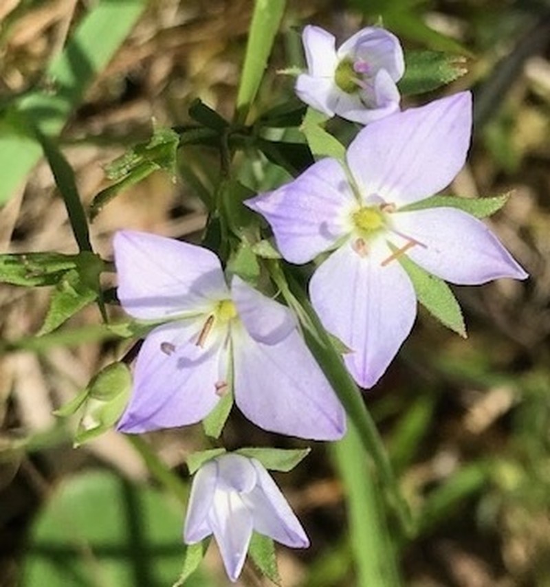 Veronica subtilis photo 7