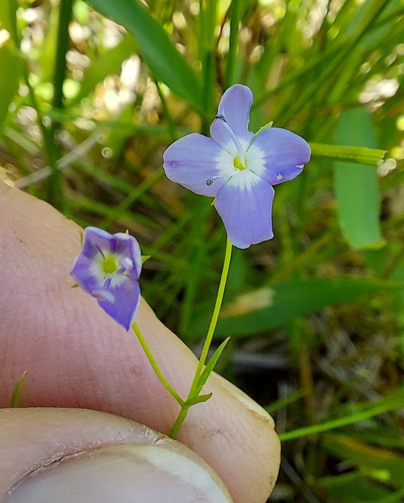 Veronica subtilis photo 8