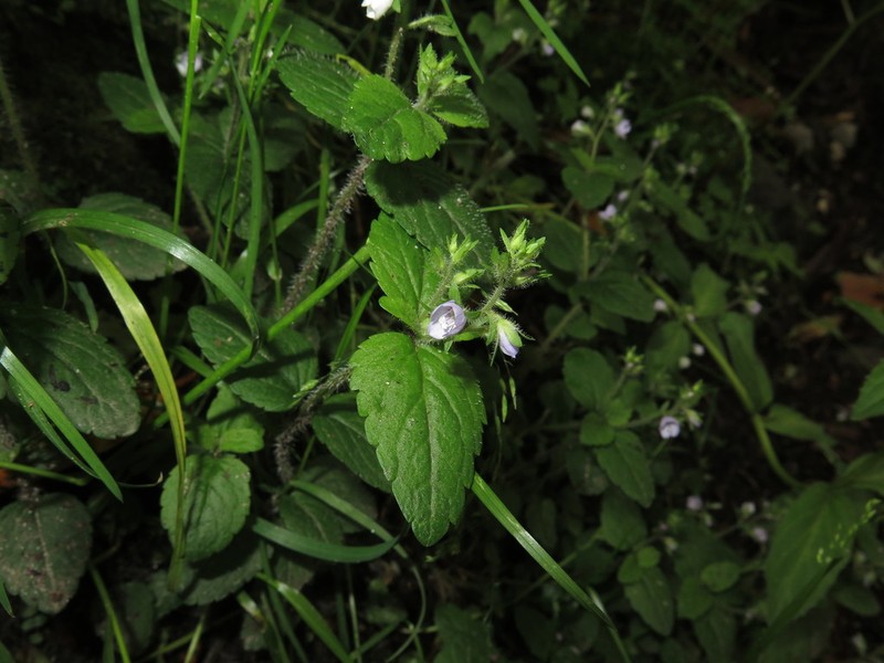 Veronica sutchuenensis