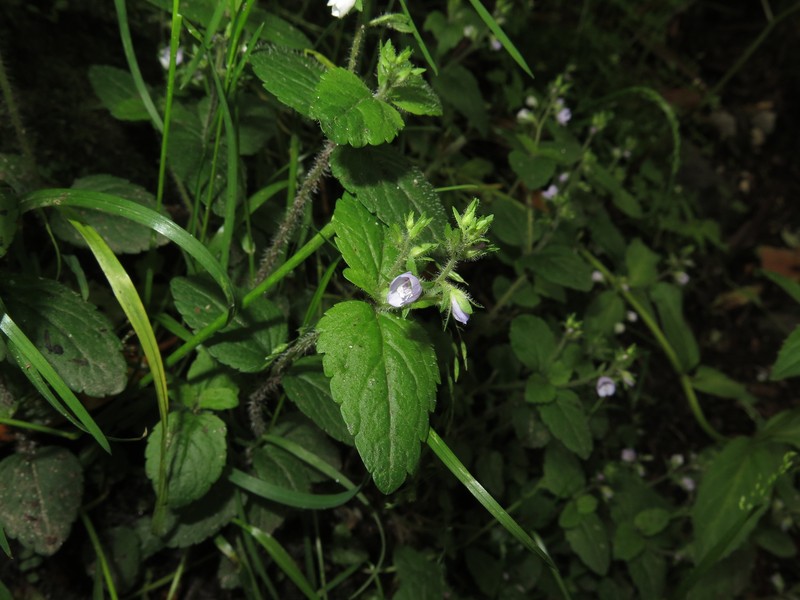 Veronica sutchuenensis photo 2