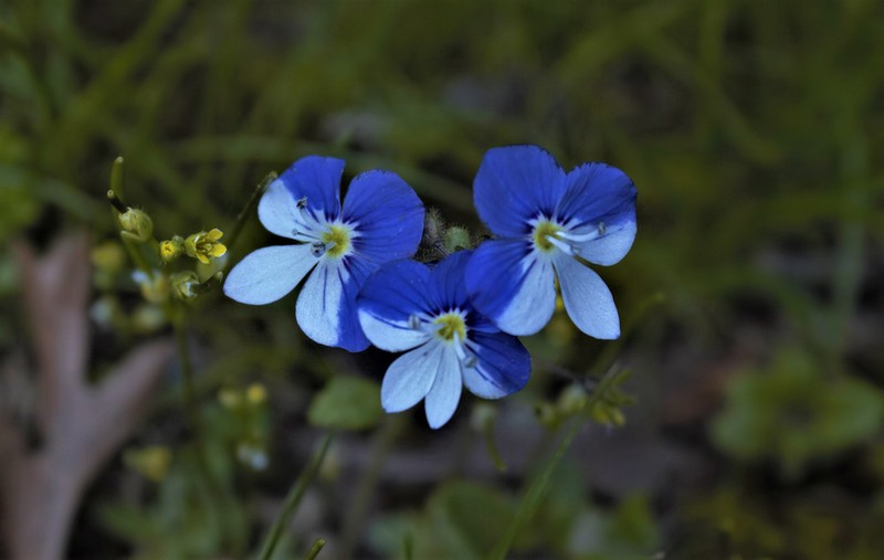 Veronica syriaca photo 2