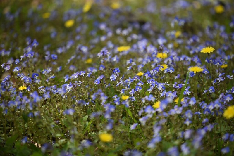 Veronica syriaca photo 3