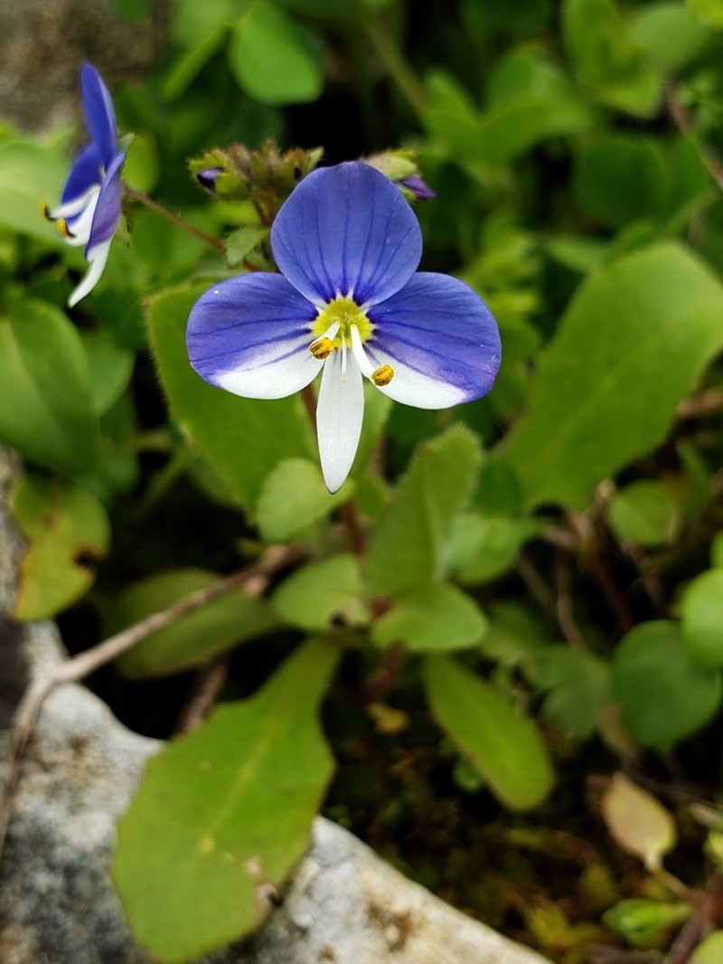 Veronica syriaca photo 4