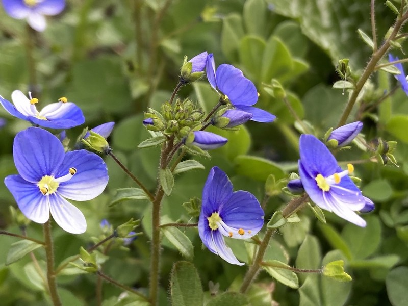 Veronica syriaca photo 5