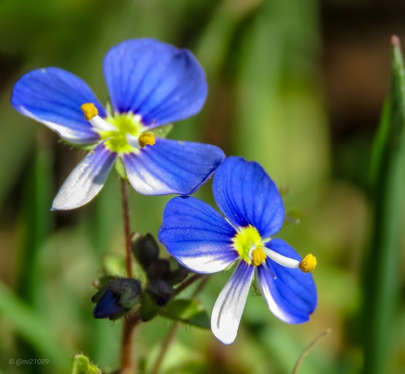 Veronica syriaca photo 6