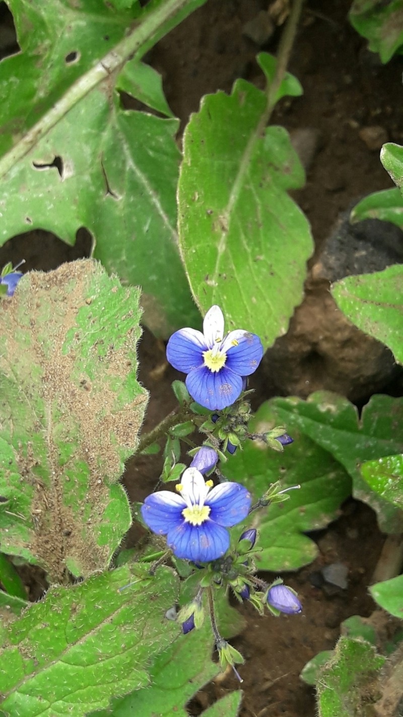 Veronica syriaca photo 7