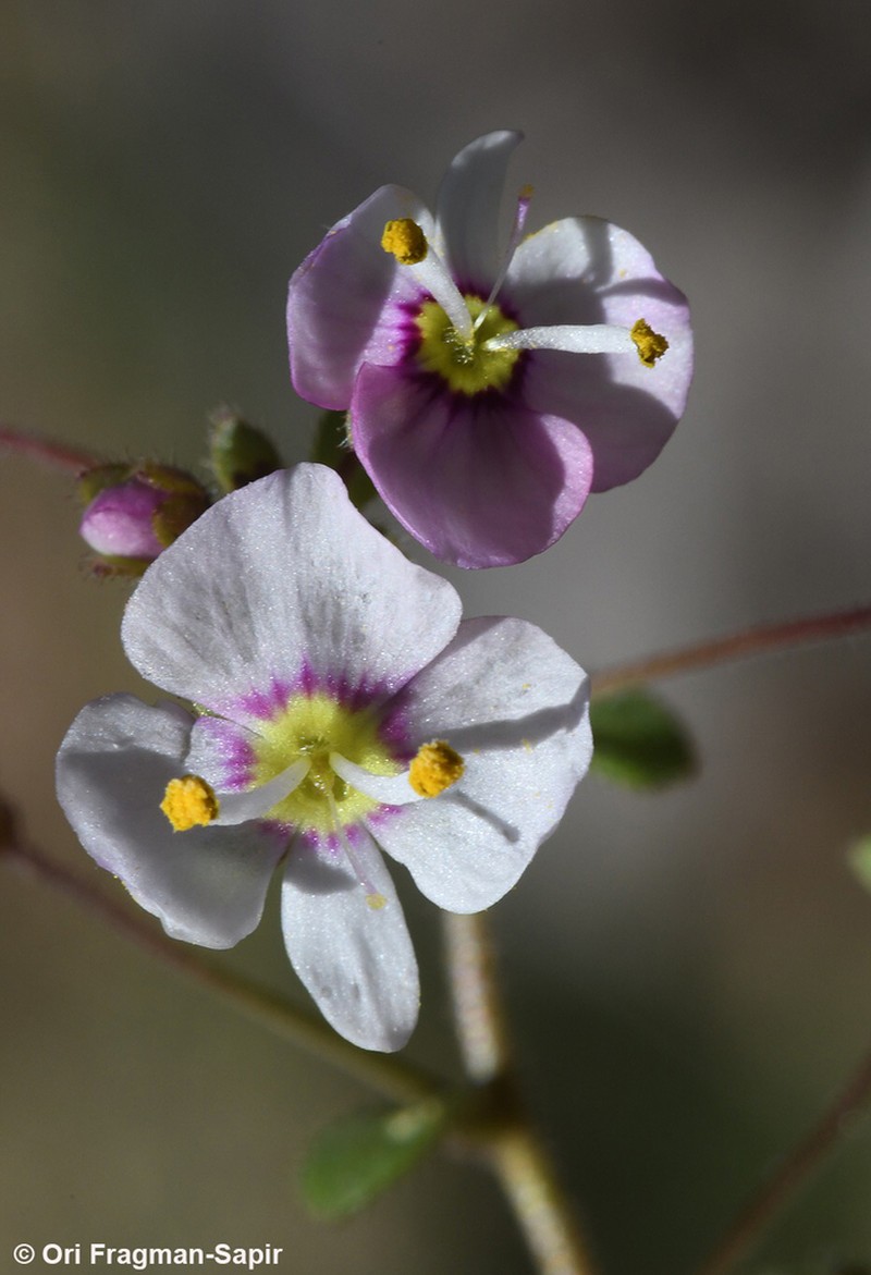 Veronica syriaca photo 8