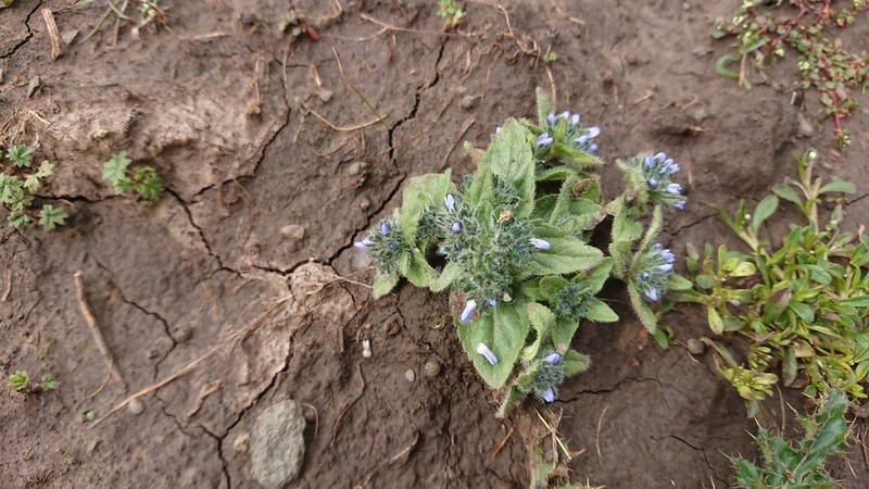 Veronica szechuanica