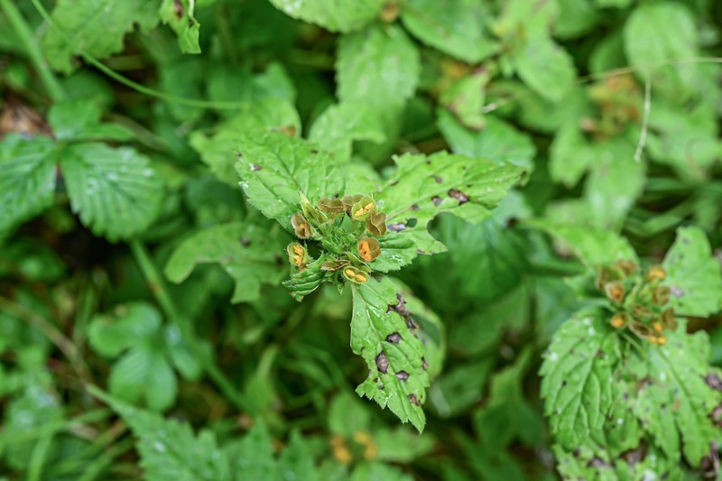 Veronica szechuanica photo 2