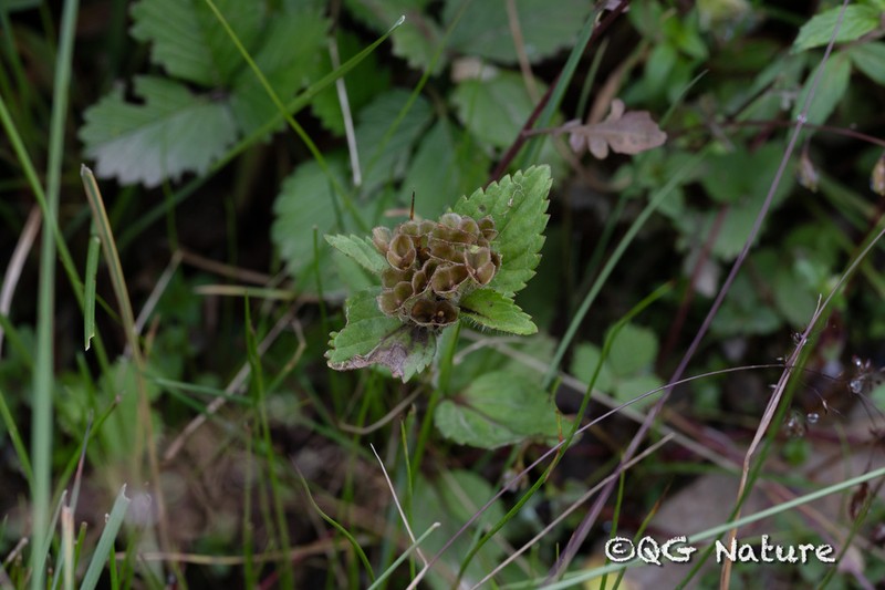 Veronica szechuanica photo 3