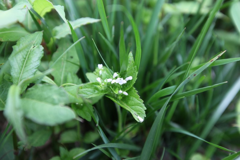 Veronica szechuanica photo 4