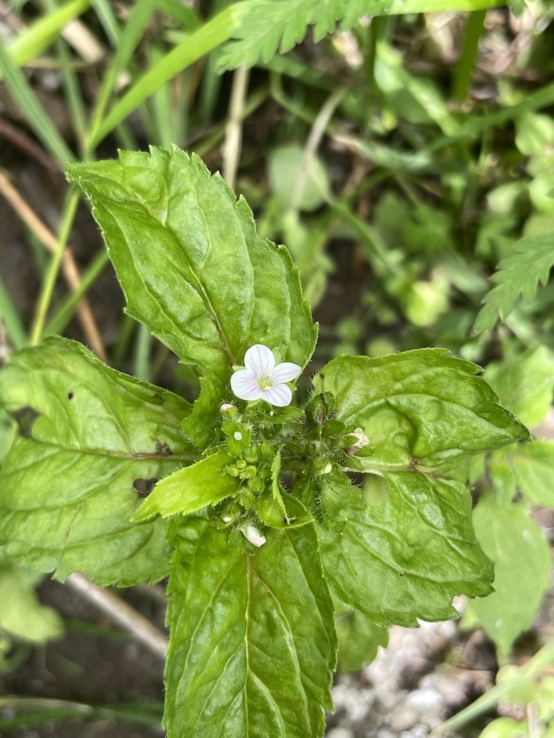 Veronica szechuanica photo 5