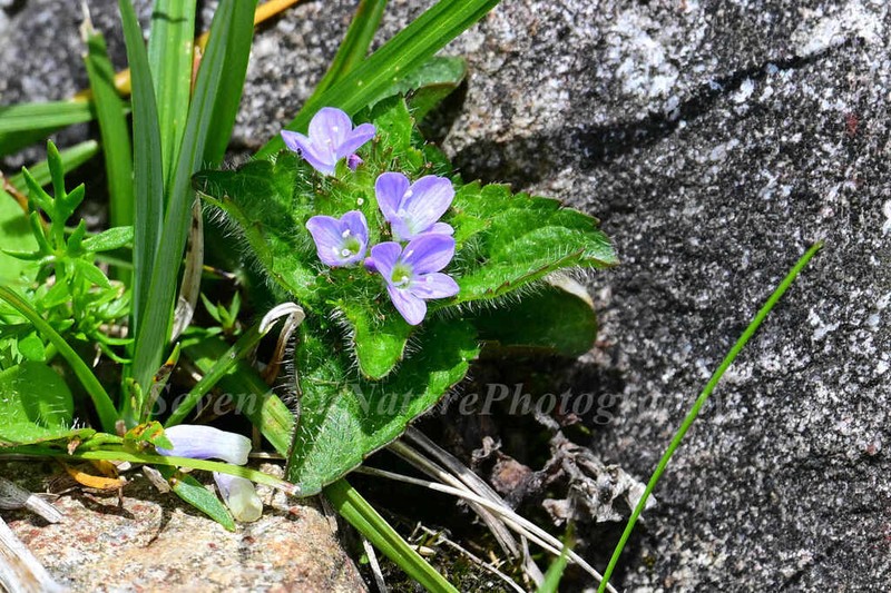 Veronica szechuanica photo 6