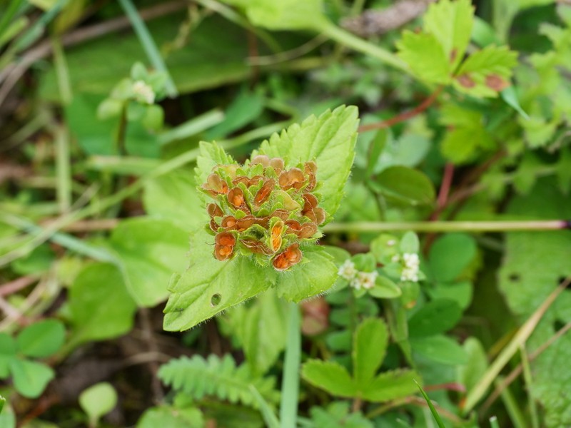 Veronica szechuanica photo 7