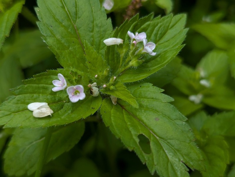 Veronica szechuanica photo 8