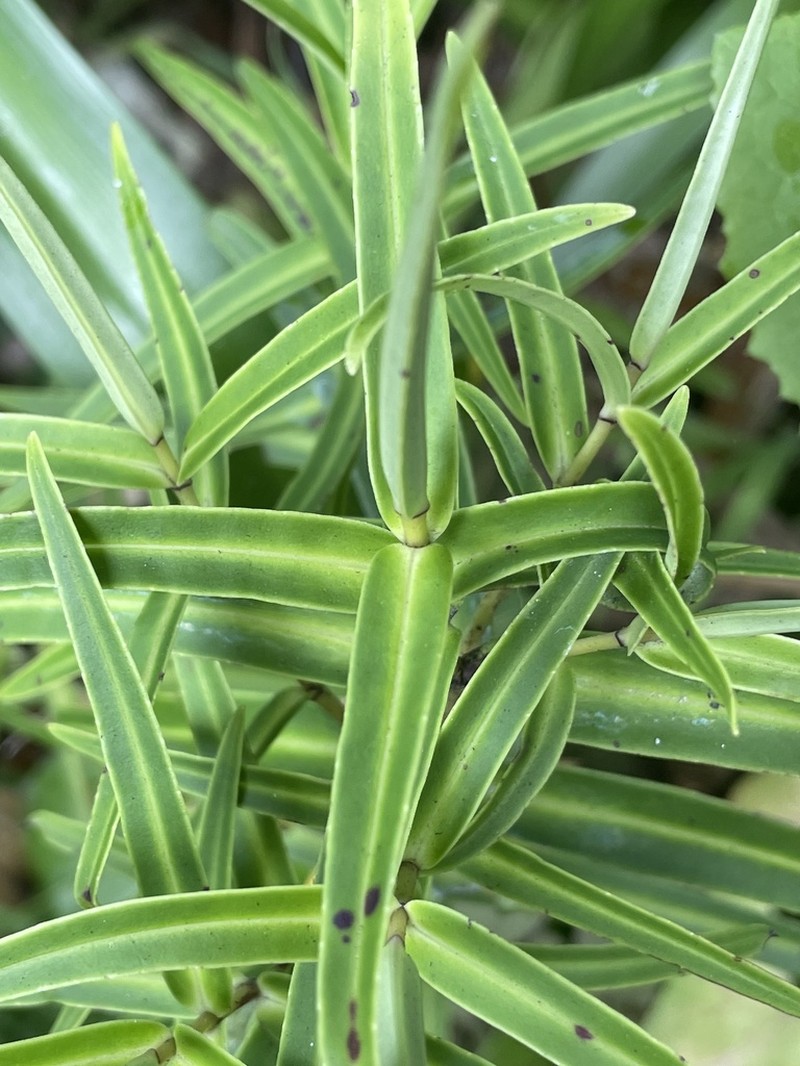 Veronica tairawhiti photo 3