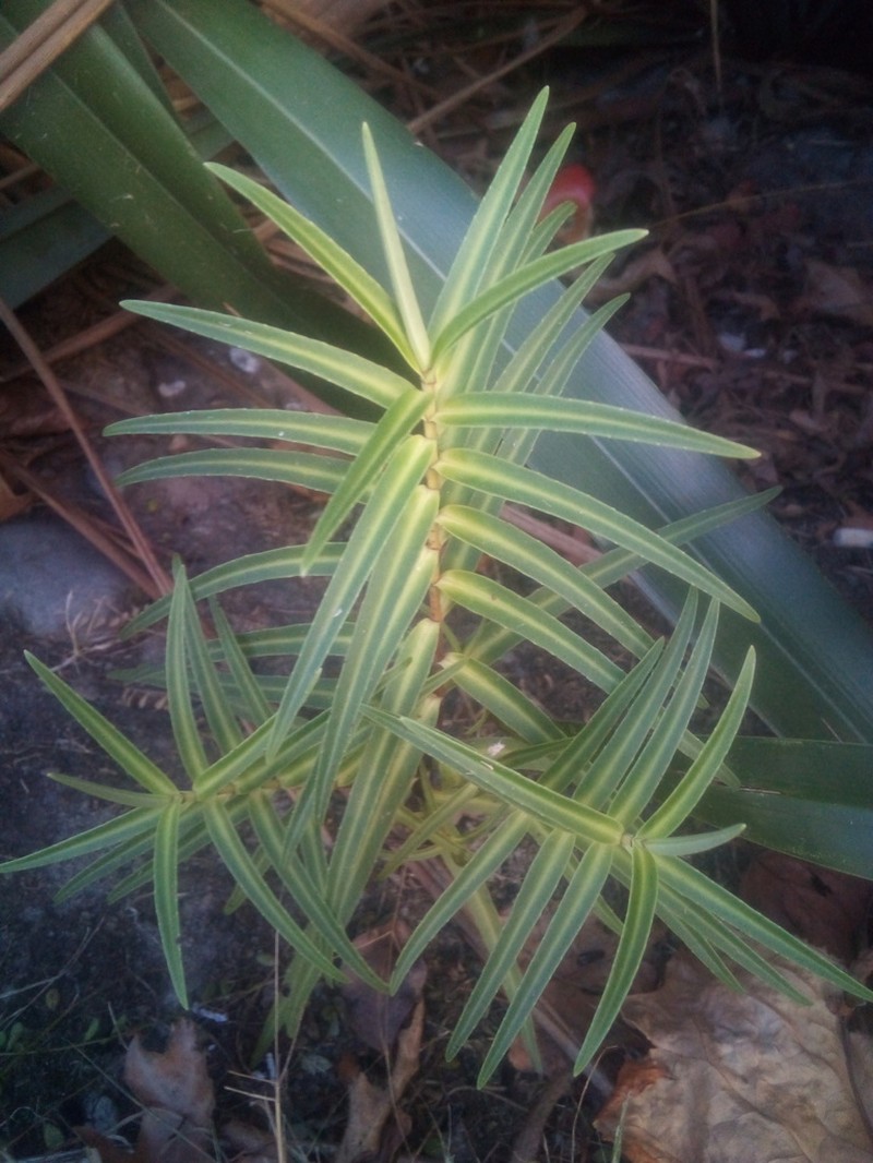 Veronica tairawhiti photo 6