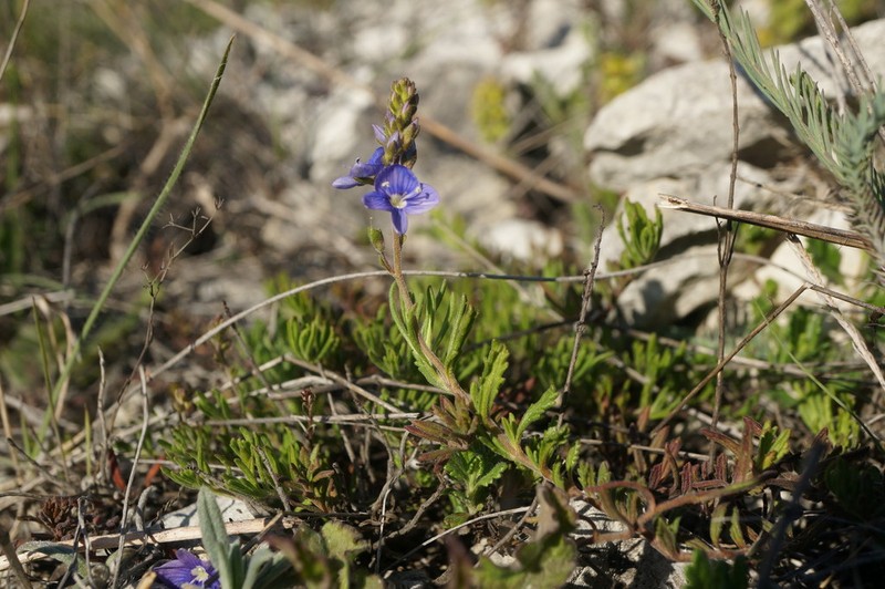Veronica taurica
