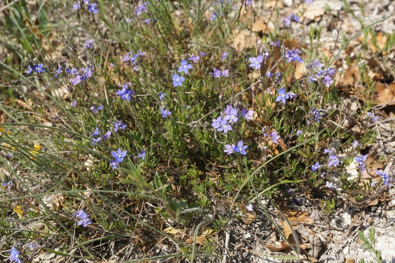 Veronica taurica photo 2