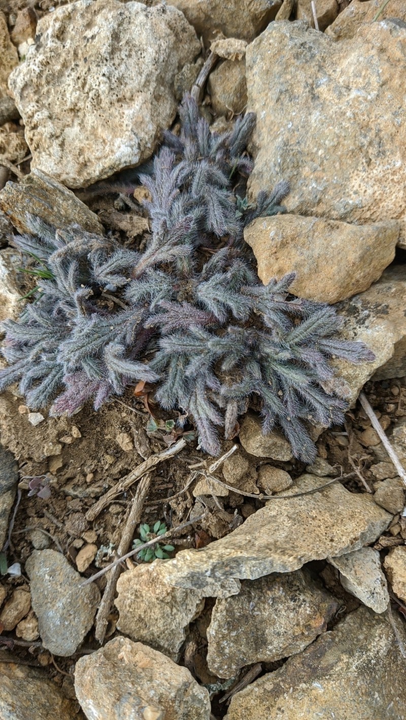 Veronica taurica photo 6