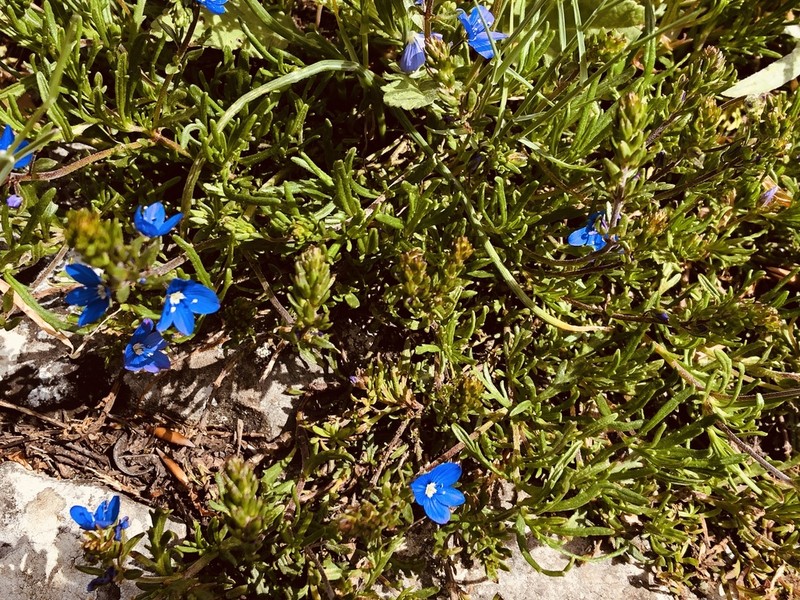 Veronica taurica photo 7