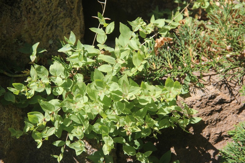 Veronica teberdensis