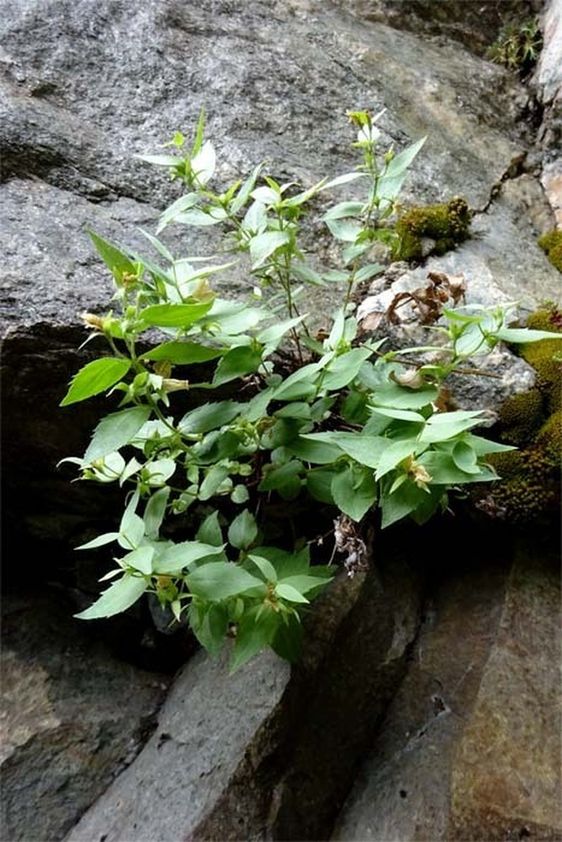 Veronica teberdensis photo 3