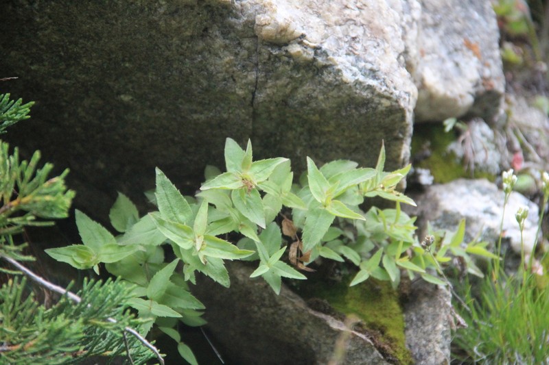 Veronica teberdensis photo 4