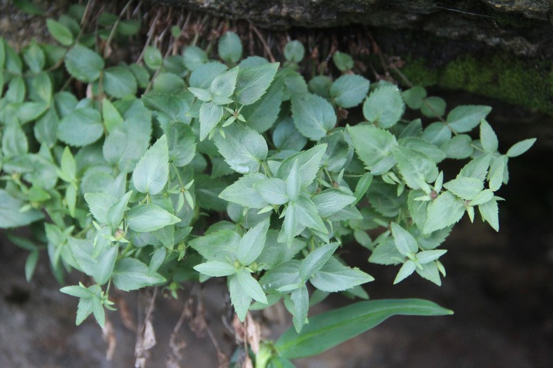 Veronica teberdensis photo 5