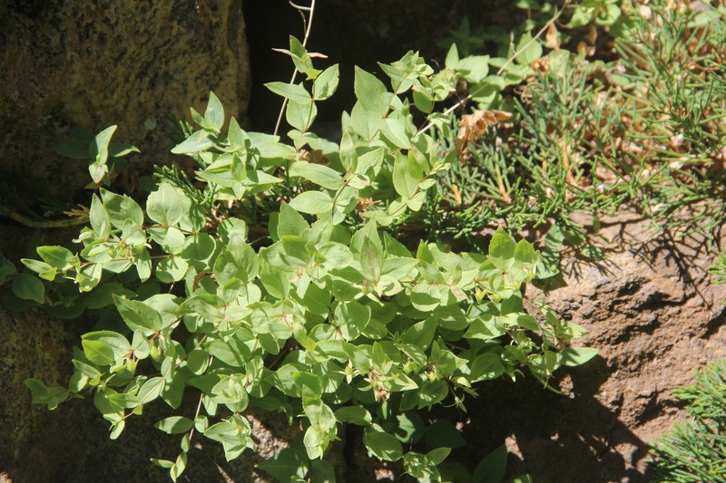 Veronica teberdensis photo 7