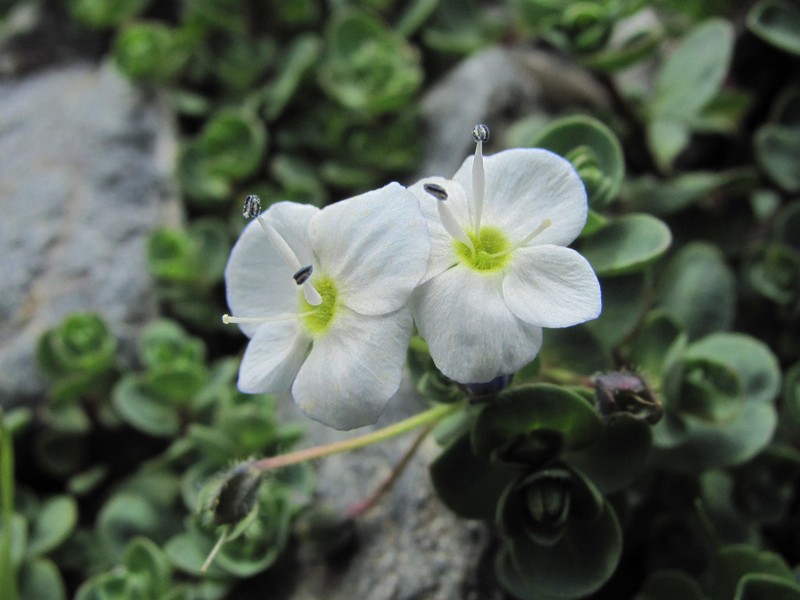 Veronica telephiifolia