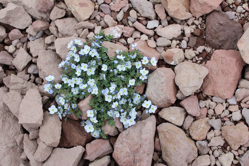 Veronica telephiifolia photo 2