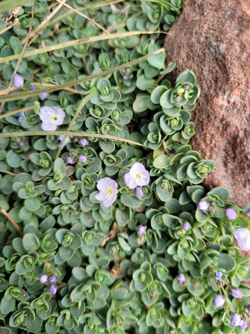 Veronica telephiifolia photo 4