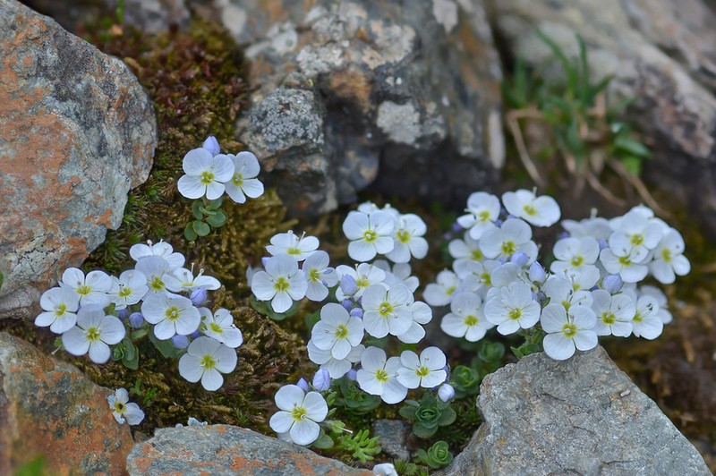 Veronica telephiifolia photo 5