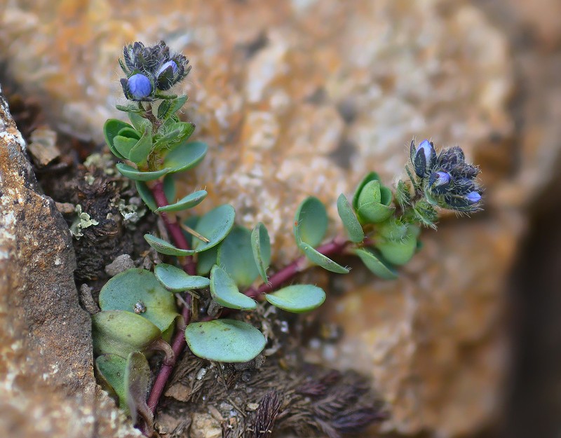 Veronica telephiifolia photo 6