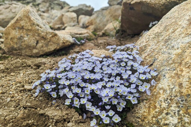 Veronica telephiifolia photo 7
