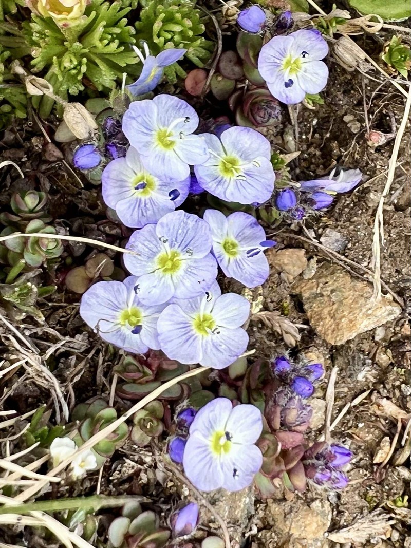 Veronica telephiifolia subsp. glareosa